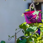 Fani Apartament
